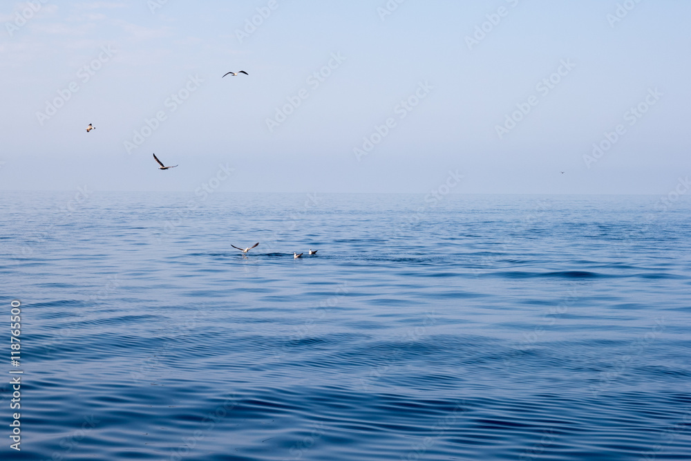seagulls on the sea seagulls on the sea