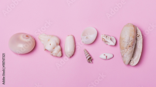 Seashells on a pink background