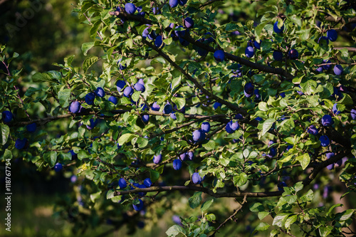 blue plums on the tree fruit