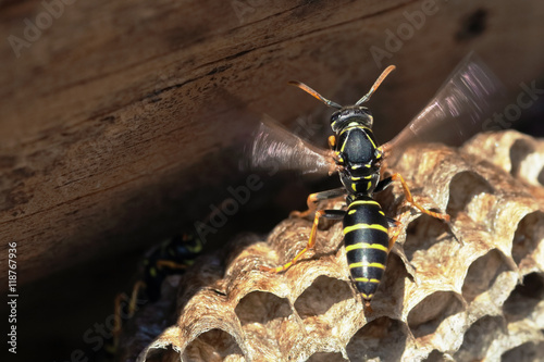 Paper Wasp sitting on vespiary. Polistes dominulus photo