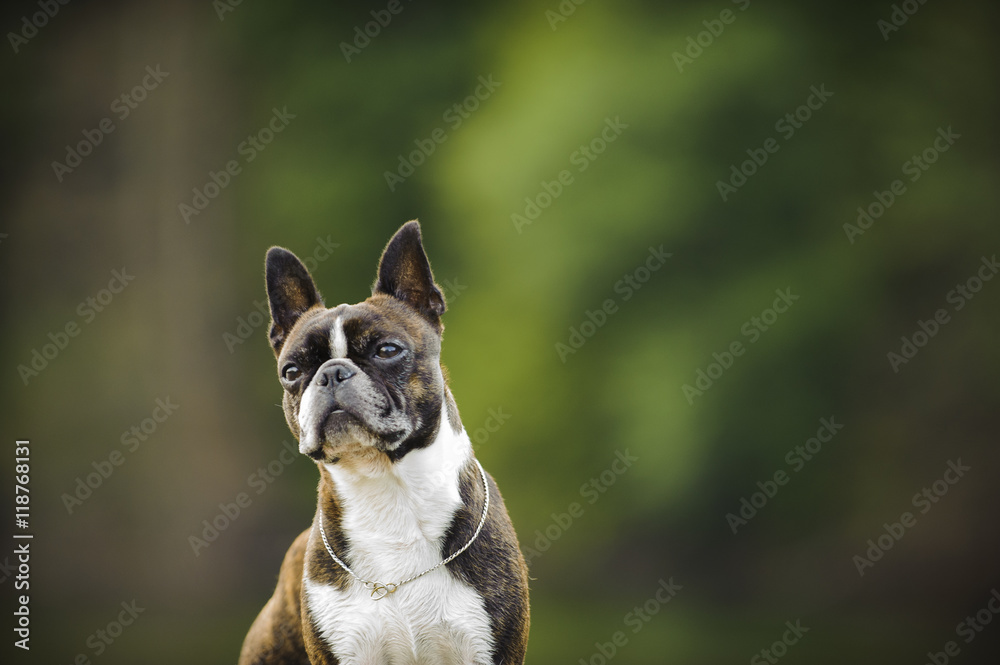 Boston Terrier dog against green trees