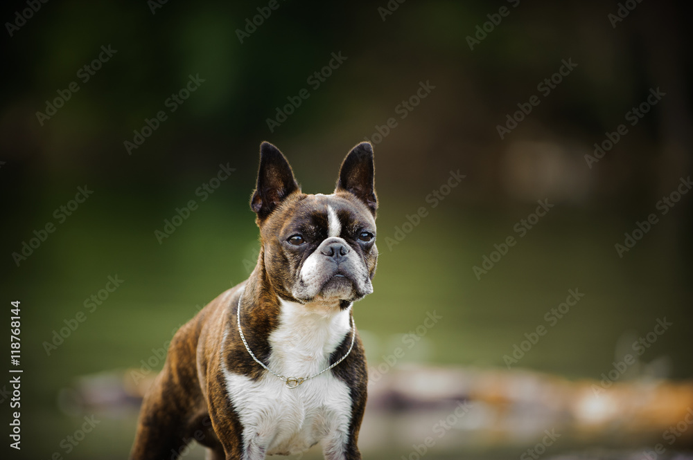 Boston Terrier dog portrait against green natural background Boston Terrier dog portrait against green natural background