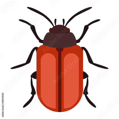 Beetle bug insect isolated on white
