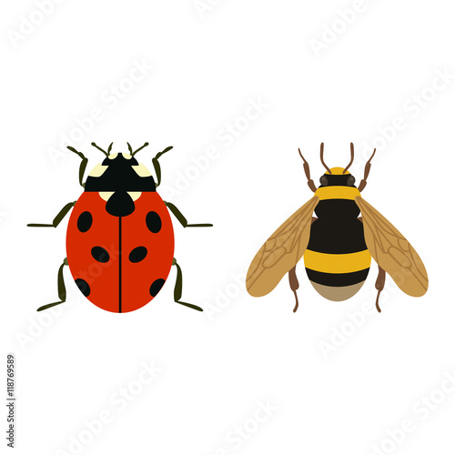 Fly insecct vector isolated