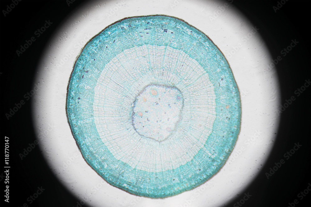 Φωτογραφία Microscopic photography of Steam of wood dicotyledon, cross section