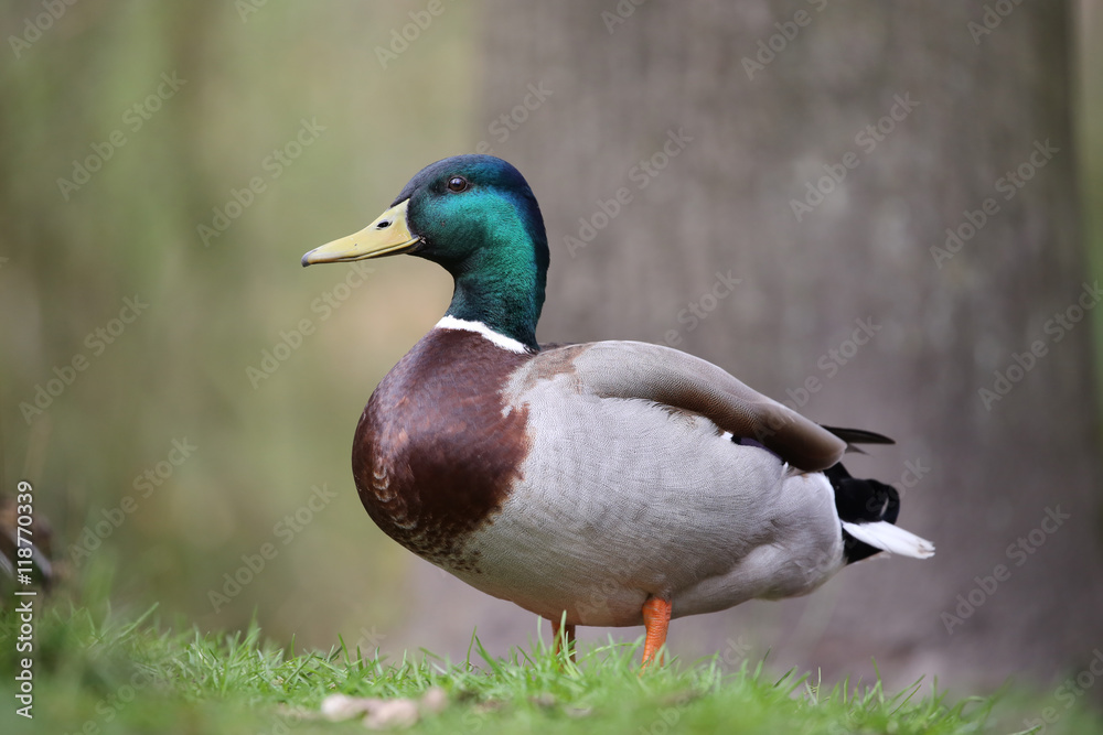 Mallard duck Mallard duck