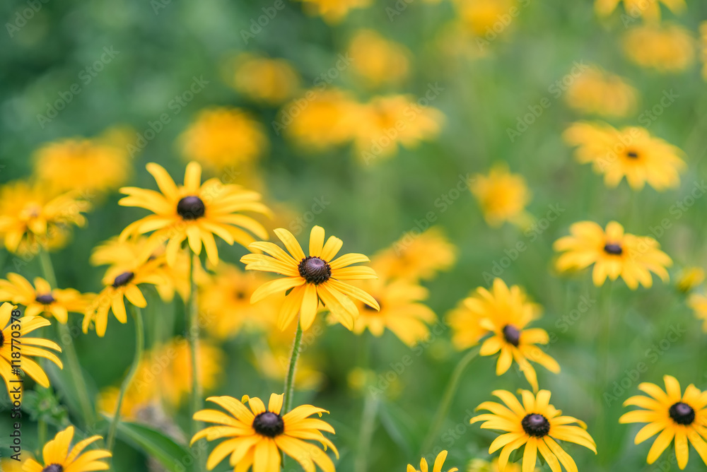 Yellow rudbeckia flowers Yellow rudbeckia flowers