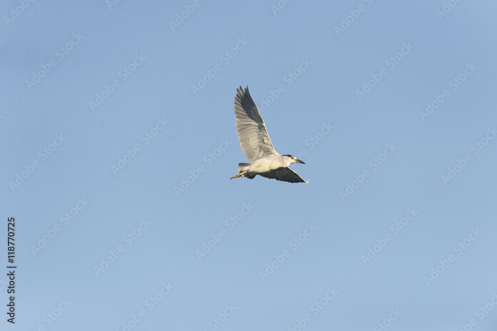 Obraz premium Black-crowned Night-Heron adult in flight