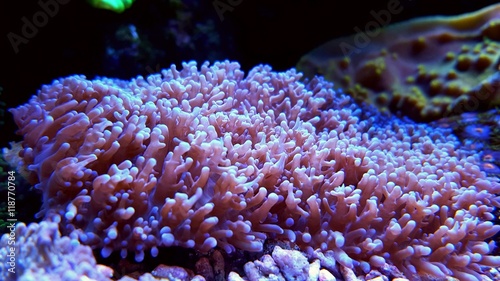 Purple Hairy Mushroom Coral