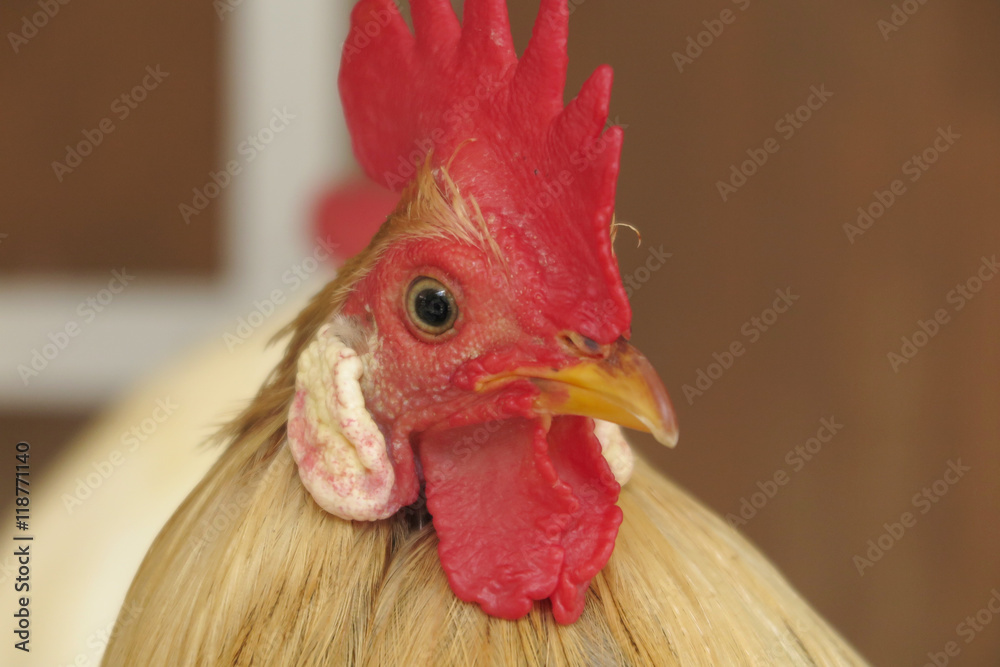 ニワトリの顔 Stock 写真 Adobe Stock