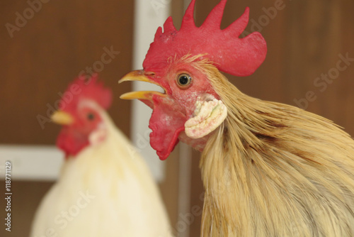 鳴くニワトリの顔 Stock 写真 Adobe Stock 鳴くニワトリの顔 Stock 写真 Adobe Stock