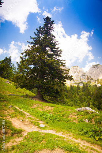 Road and tree in the mountains photo