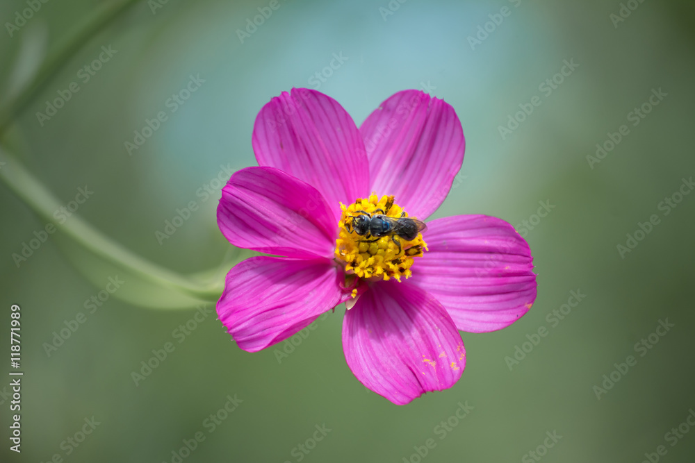 Fototapeta premium La avispa se para en la flor rosa y amarilla para comer.