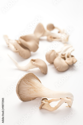 oyster mushrooms on white background, isolated, close up, vertical