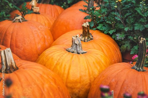 pumpkin closeup