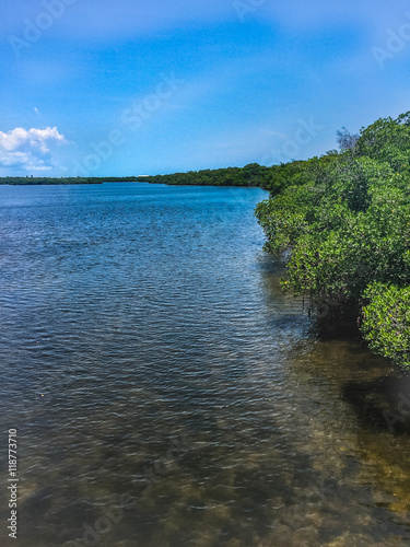 mangroves and ocean 