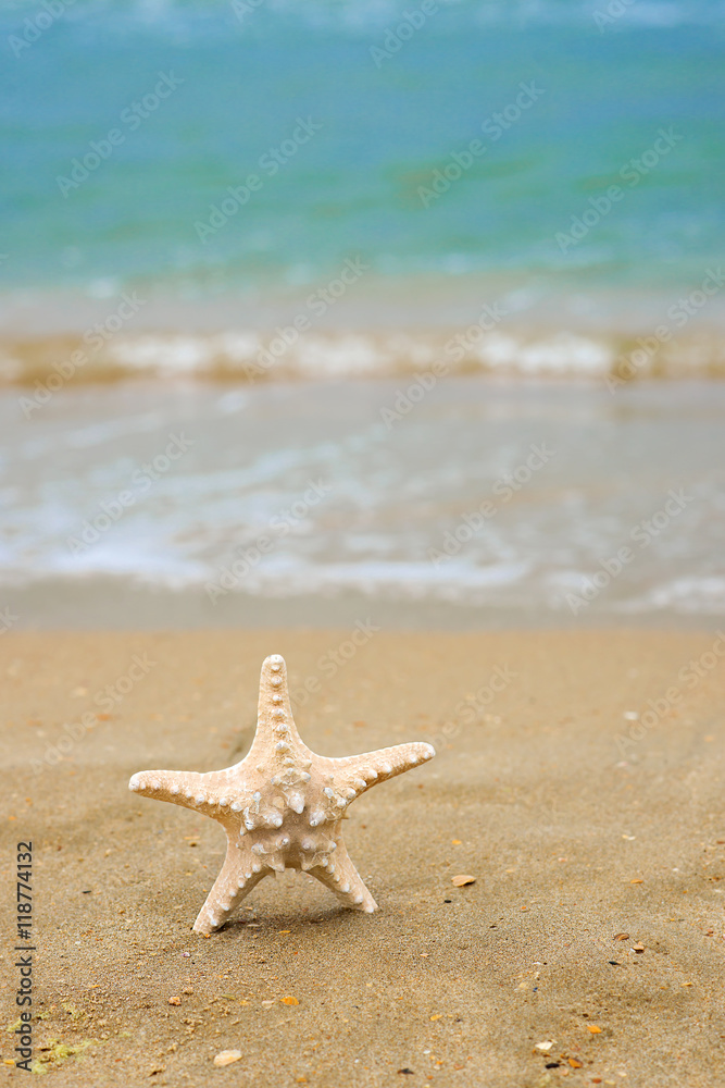Starfish shell in human hand on the beach. Copy space