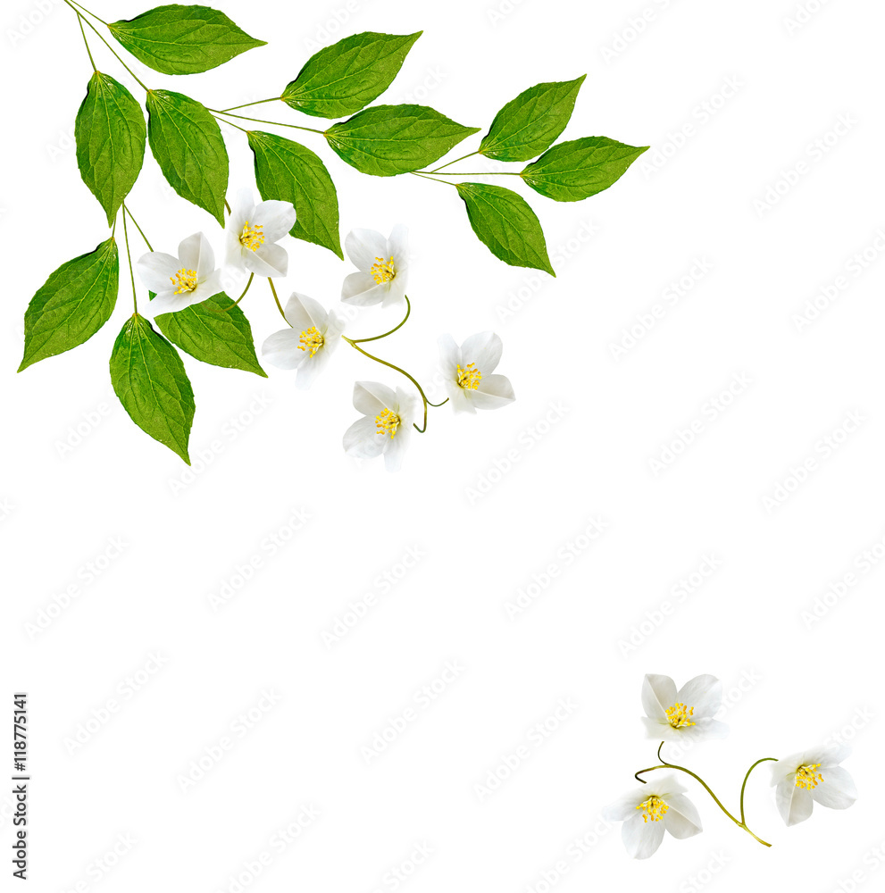 Fototapeta premium White jasmine flower.