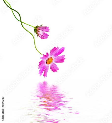 Cosmos flowers isolated on white background.