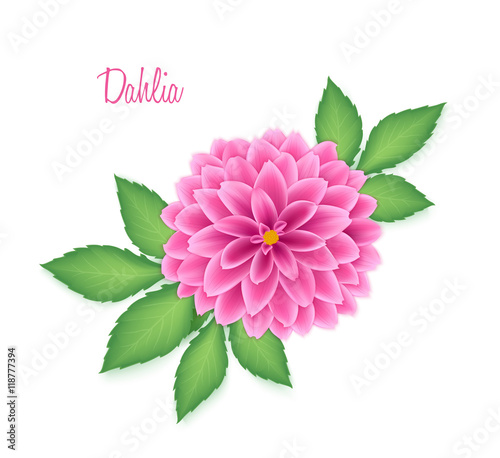 Vector isolated realistic dahlia flower with green leaves
