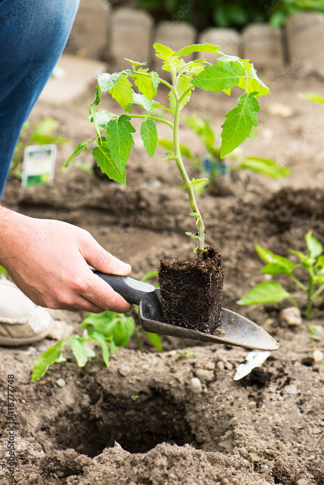 Φωτογραφία man planting tomato seedlings in his backyard home garden with shovel in his han