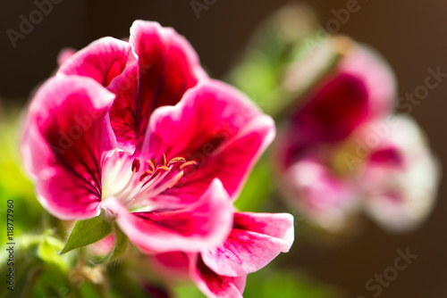 close up of a beautiful, pink martha washington geranium flower in seasonal colors, horizontal composition with copy space