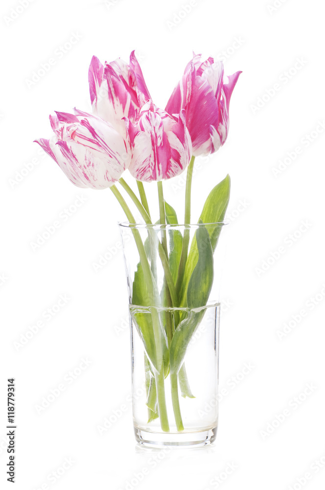 pink tulip flowers in a vase