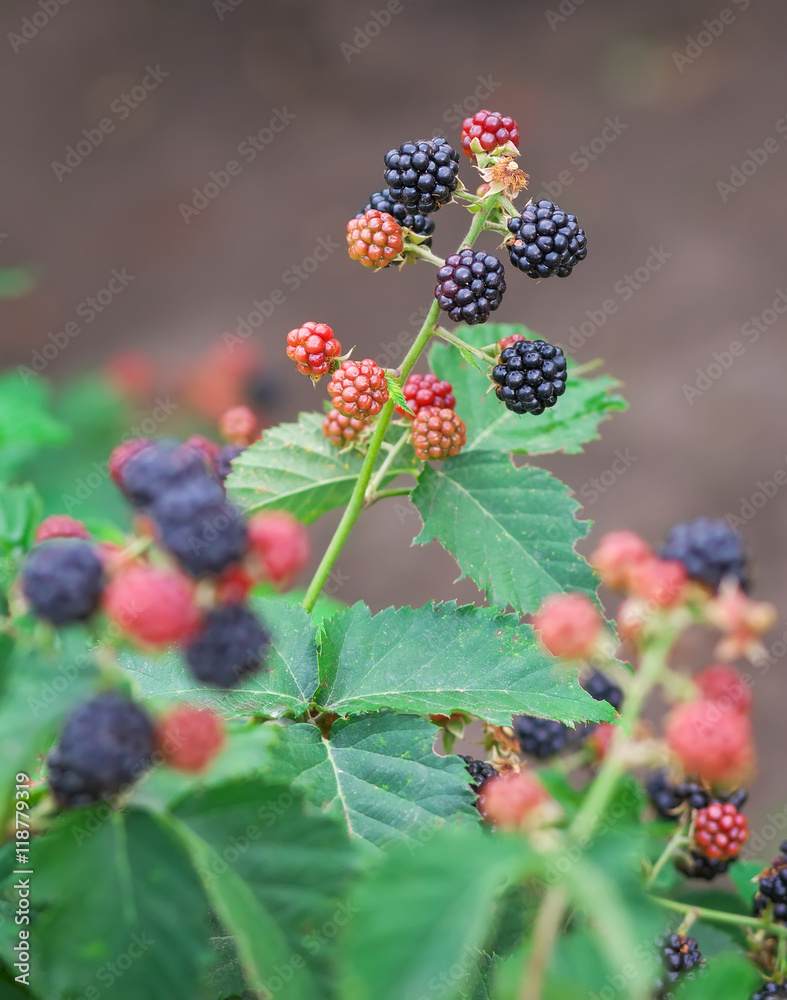 Tasty berry of blackberries growing in the garden. Close-up Tasty berry of blackberries growing in the garden. Close-up