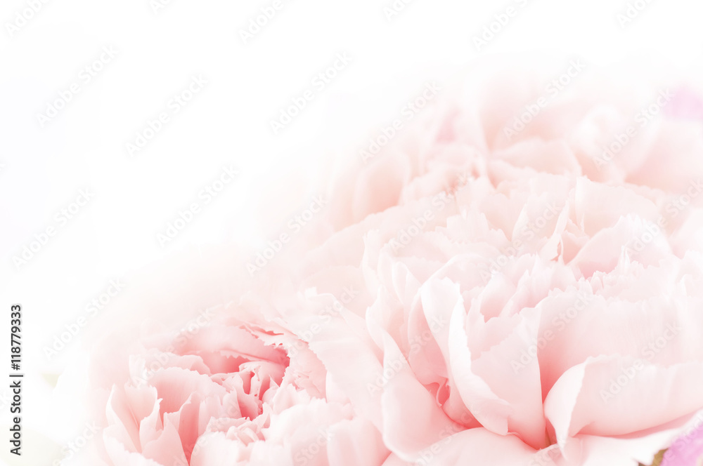 pink carnations, floral background pink carnations, floral background
