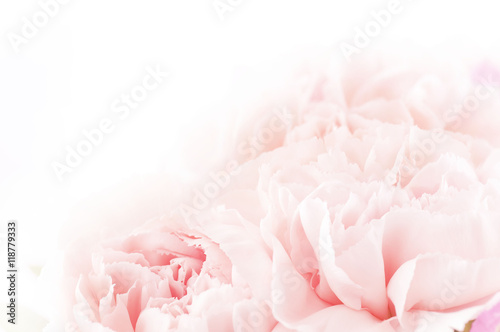 pink carnations, floral background © pulia
