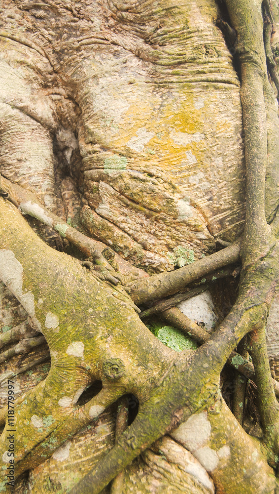 Parasitic plant invading and strangling a tree trunk Stock Photo ...