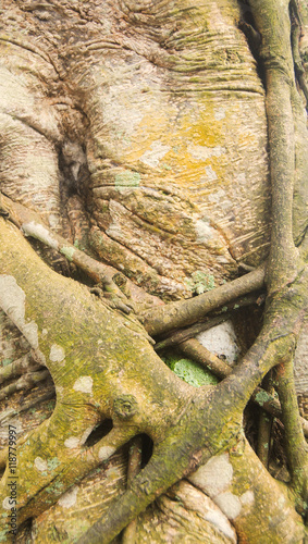 Canvas Print Parasitic plant invading and strangling a tree trunk
