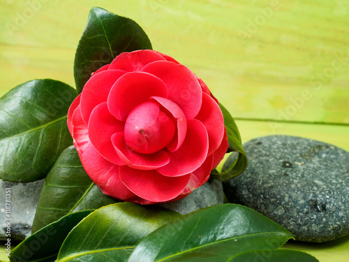 camellias