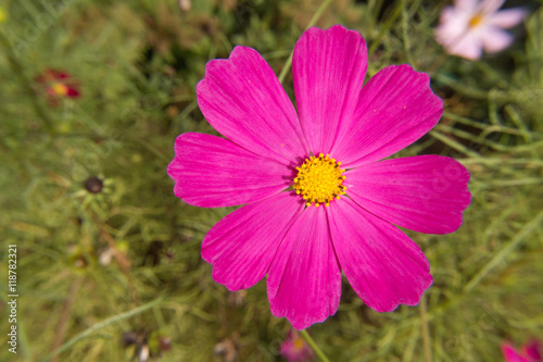 Cosmos flower stretching petals to the sun