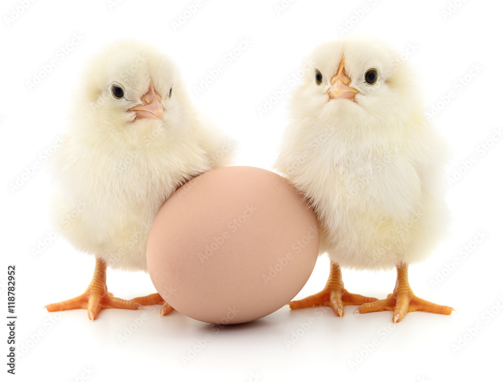 Two chickens and egg