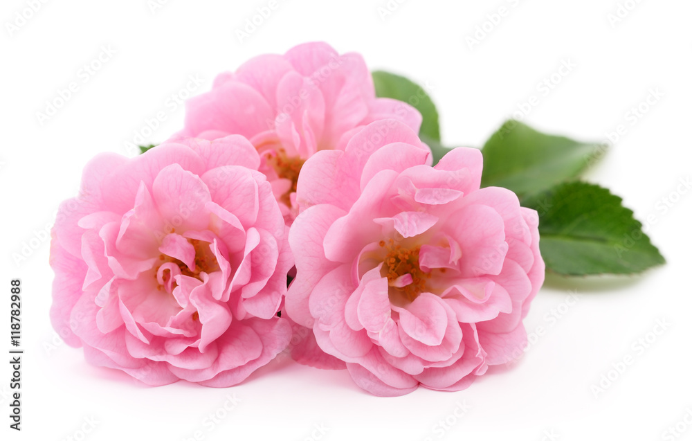Beautiful pink roses. - obrazy, fototapety, plakaty 