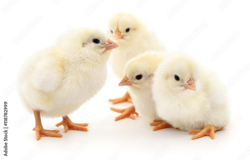 Four cute chicks.