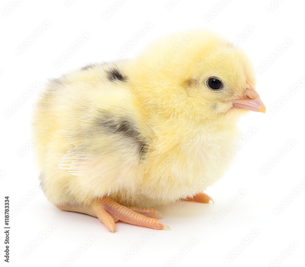 Obraz premium Small yellow chicken