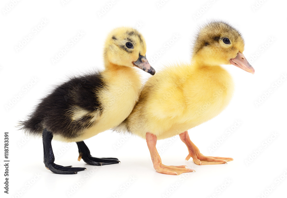 Two yellow ducklings. Two yellow ducklings.