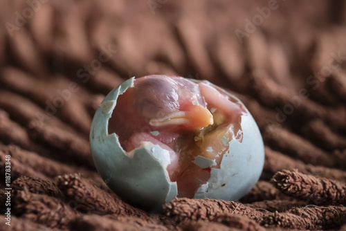 macro focus of embryo bird with shell