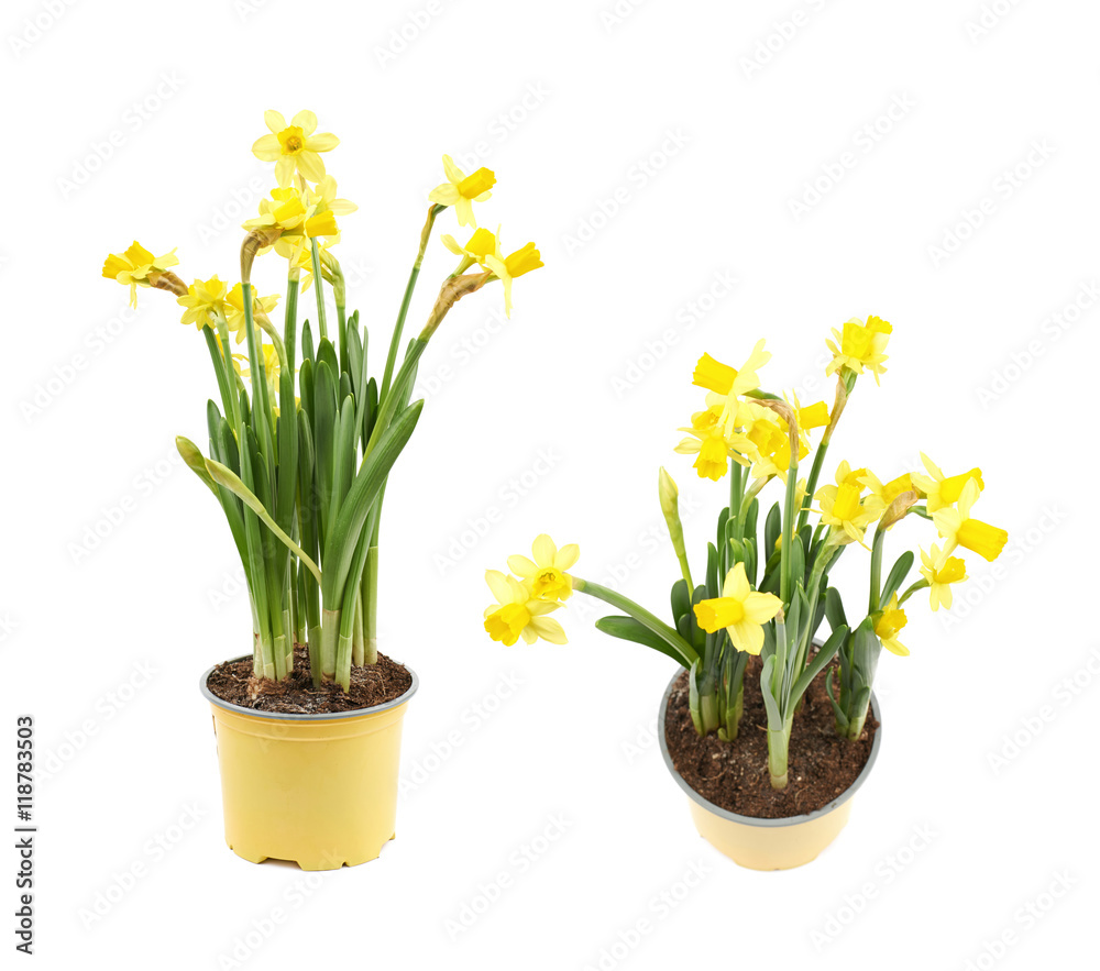 Yellow narcissus flower isolated Yellow narcissus flower isolated