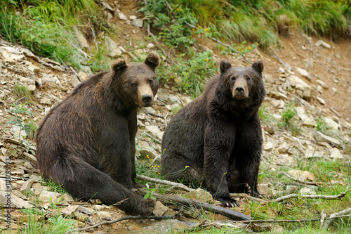 Brown bear (Ursus arctos) in nature