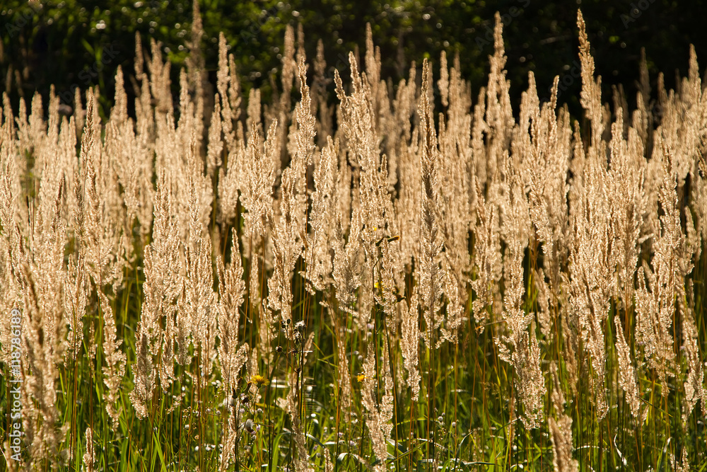 Plants and grass in warm evening light Plants and grass in warm evening light