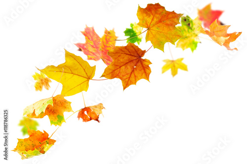 Falling autumn maple leaves on white background
