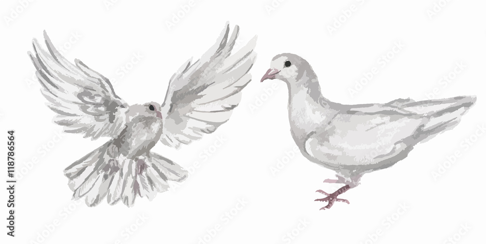 Watercolor dove set. White pigeon symbol of love , piece and freedom. Beautiful creaturesfor lovely art and decoration. Watercolor dove set. White pigeon symbol of love , piece and freedom. Beautiful creaturesfor lovely art and decoration.