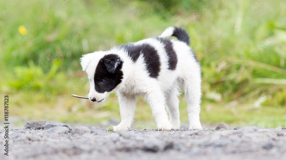 Border Collie puppy on a farm, playing with a small stick