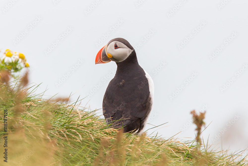 Fototapeta premium Colorful Puffin isolated in natural environment
