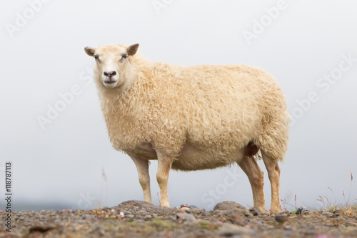 Single Icelandic sheep