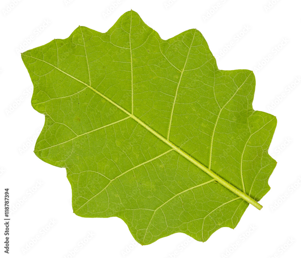 Single lush green leaf back side closeup with isolated white bac Single lush green leaf back side closeup with isolated white bac