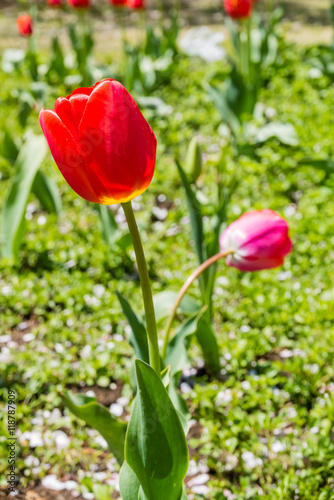 Beautiful Tulips